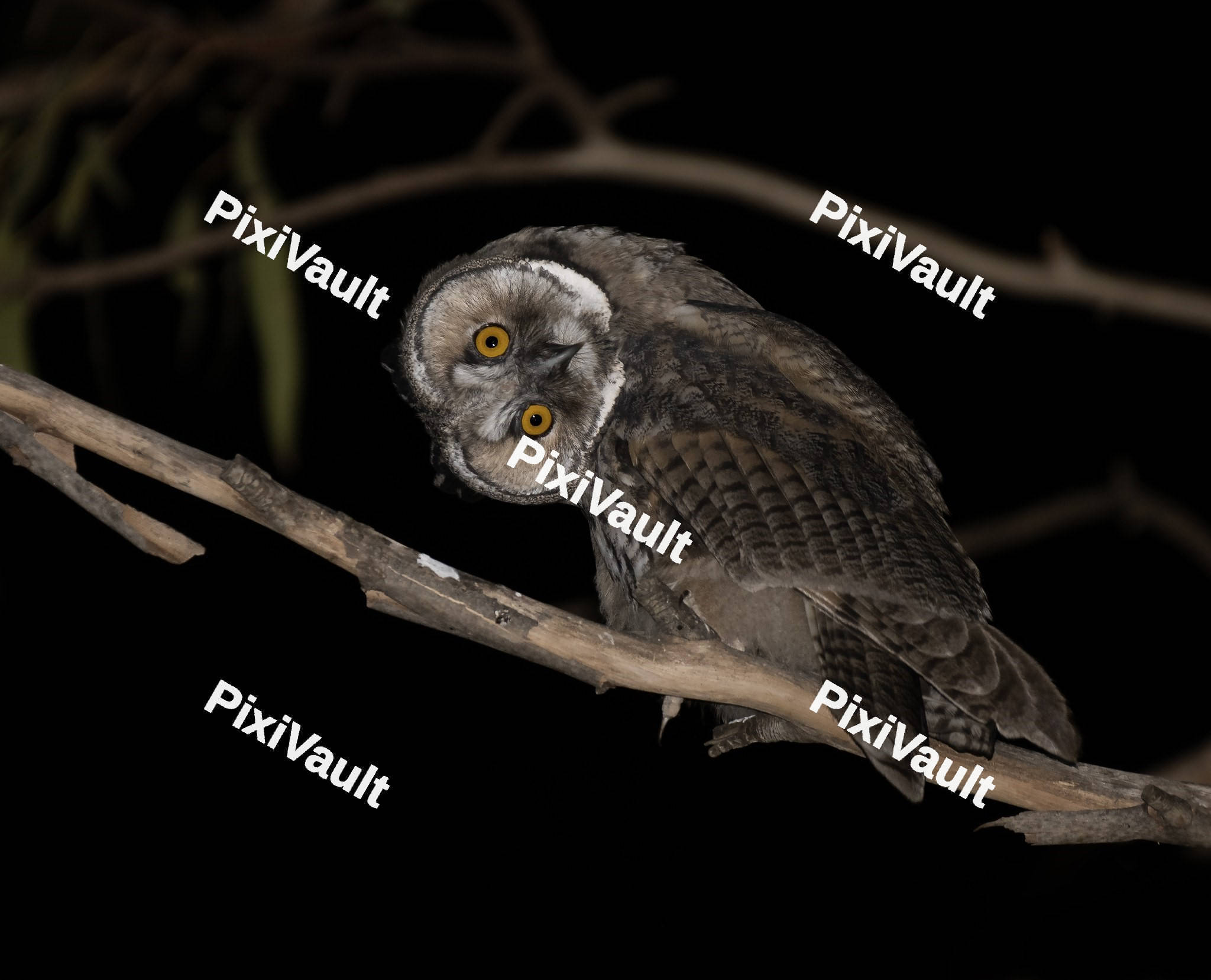 Long-eared Owl